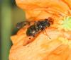 Ferdinandea cuprea